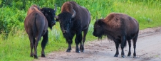 ... was wollt ihr denn??? ... scheinen die Bisons zu fragen ...