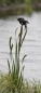 Red-winged Blackbird - Rotschulterstärling