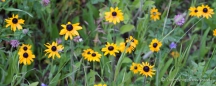 Brown-Eyed Susans - Braunäugige Susannen