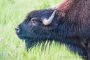 ... auch ein Bison macht mal ein "Bäuerchen" ;)