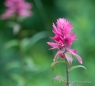 The Indian Paintbrush - Indianerpinsel