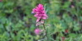 The Indian Paintbrush - Indianerpinsel