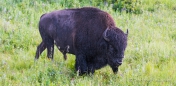 Bison-Bulle