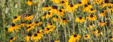 Brown-Eyed Susans - Braunäugige Susannen ohne Ende