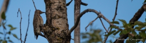 Northern Flicker - Kupferspecht