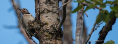 Northern Flicker - Kupferspecht