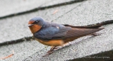 Barn Swallow - Amerikanische Rauchschwalbe - endlich sitzend ;)