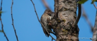 Northern Flicker - Kupferspecht