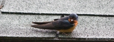 Barn Swallow - Amerikanische Rauchschwalbe - endlich sitzend ;)