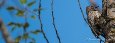 Northern Flicker - Kupferspecht