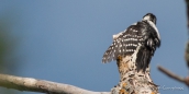 Downy Woodpecker - Dunenspecht