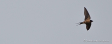 Barn Swallow - Amerikanische Rauchschwalbe - im Kamikazeflug