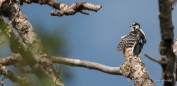 der Downy Woodpecker - Dunenspecht lässt sich durchwedeln...