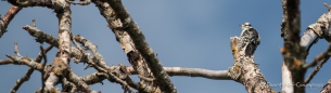 Downy Woodpecker - Dunenspecht