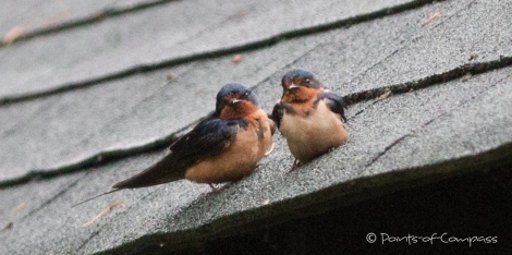 Ein Pärchen Barn Swallows - Amerikanische Rauchschwalben