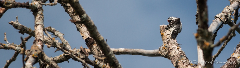 Gefiederpflege des Downy Woodpecker - Dunenspecht