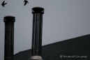 Barn Swallow - Amerikanische Rauchschwalbe - überm Kamin - da weiß man wo der Name Rauchschwalbe herstammt ;))