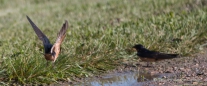 Die Barn Swallows - Rauchschwalben - Landeanflug...