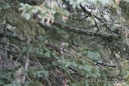 Northern Rough-winged Swallow - Nördliche Rauhflügelschwalbe - versteckt im Baum