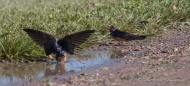 Die Barn Swallows - Rauchschwalben - Landeanflug...