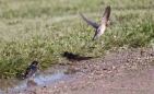 Die Barn Swallows - Rauchschwalben nehmen ein Bad ;)