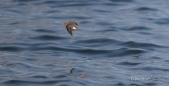 der Spotted Sandpiper - Drosseluferläufer - im Flug