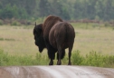 der erste Bison-Bulle