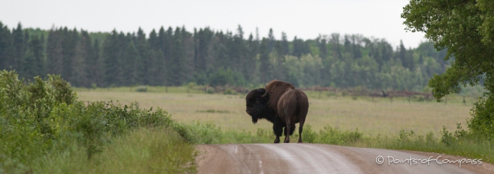 ... was wollt ihr... scheint der Bison-Bulle zu fragen...