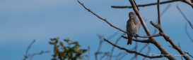 Indigo Bunting - Indigofink