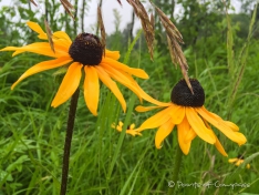 Brown-Eyed Susans - Braunäugige Susannen