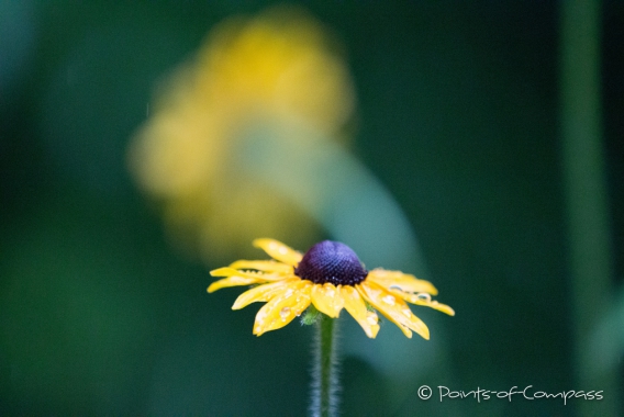 Brown-Eyed Susans - Braunäugige Susannen