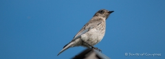 Indigo Bunting - Indigofink