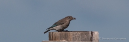 Fotosession mit einer Indigo Bunting - Indigofink-Dame