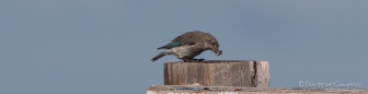 Fotosession mit einer Indigo Bunting - Indigofink-Dame