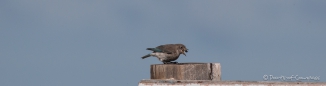 Fotosession mit einer Indigo Bunting - Indigofink-Dame