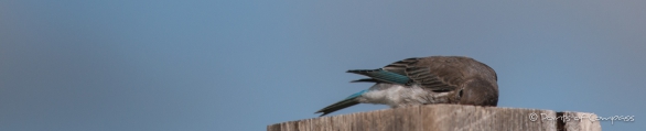 Fotosession mit einer Indigo Bunting - Indigofink-Dame