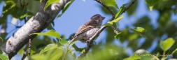 Northern Rough-winged Swallow - Nördliche Rauhflügelschwalbe - versteckt im Baum