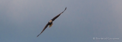 Bald Eagle - Weißkopfseeadler