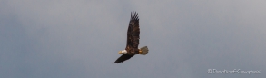 Bald Eagle - Weißkopfseeadler