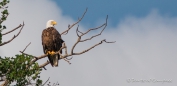 Bald Eagle - Weißkopfseeadler