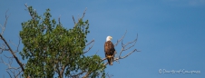 Bald Eagle - Weißkopfseeadler