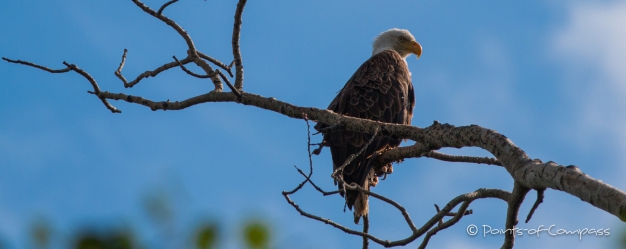 Bald Eagle - Weißkopfseeadler