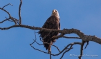 Bald Eagle - Weißkopfseeadler