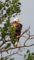 Bald Eagle - Weißkopfseeadler