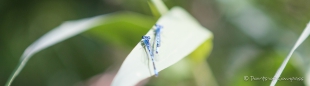 Alpine Bluet - alpine Azurjungfer-Libellen beim Sonnen