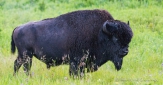 Bison-Bulle