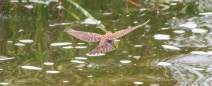 Purple Finch - Purpurgimpel-Dame im Flug