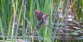 Purple Finch - Purpurgimpel-Dame bei der Landung