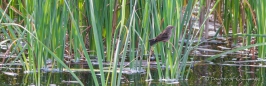 Purple Finch - Purpurgimpel-Dame gelandet