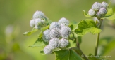 Small Burdock - Klettenart